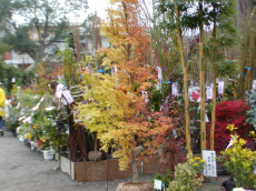 秋の植木市